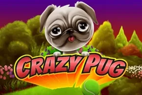 Crazy Pug